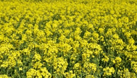 Приморье начнет выращивать новую сельхозкультуру