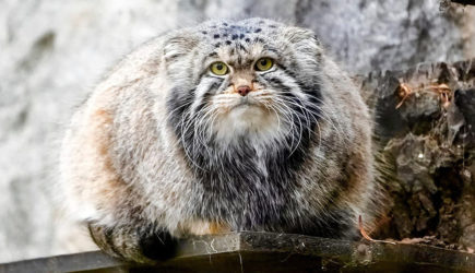 Кот начал, и нам пора: Манул Тимофей приступил к летней разжировке