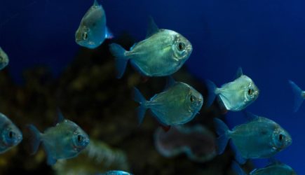 Опубликованы фото любящих капусту и кабачки пираний