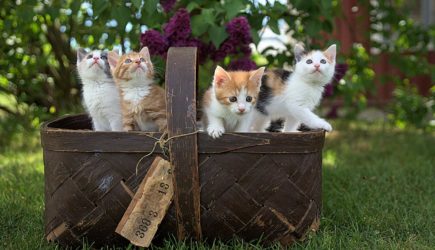 Российскую актрису затравили из-за смерти кота