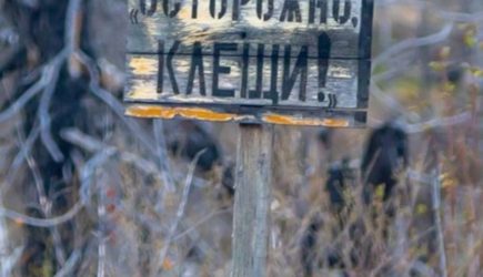 Нимфы иксодовых клещей: как распознать невидимую угрозу здоровью