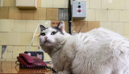 После вакцинации «Мультифелом» у кошек зафиксированы тяжелые случаи